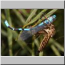 Philonicus albiceps - Sand-Raubfliege w06c 10mm mit Libelle - Sandgrube Niedringhaussee.jpg